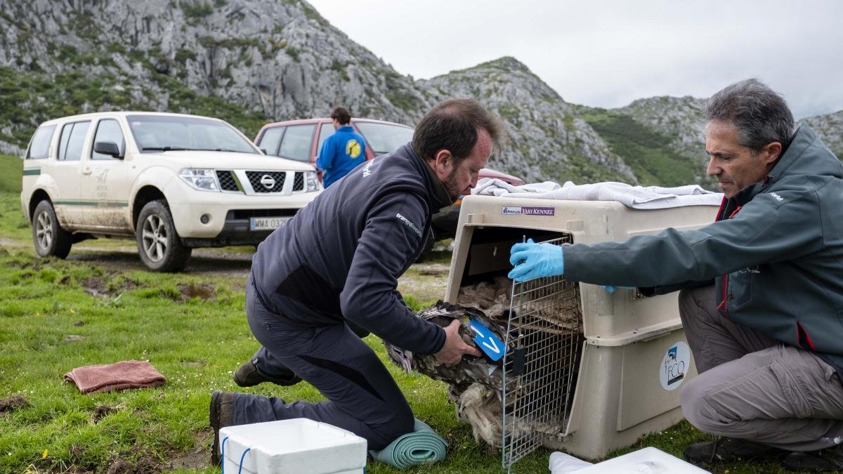 Gerardo Báguena, director de la Fundación para la Conservación del Quebrantahuesos, traslada un ejemplar al veterinario.-EL MUNDO