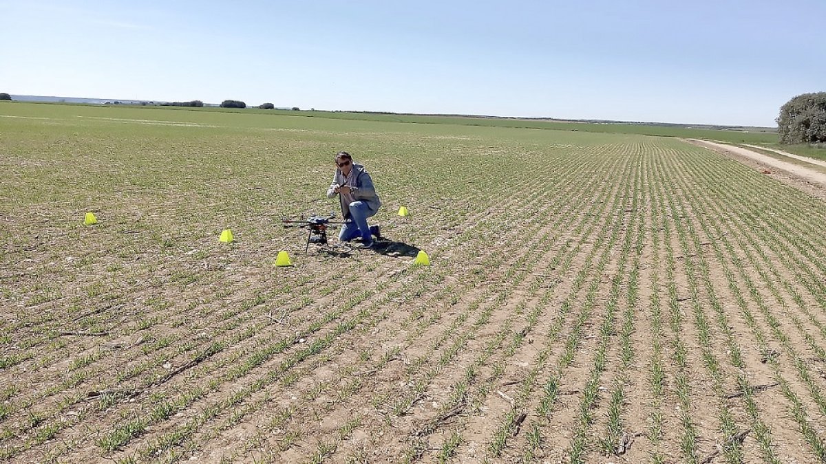Trabajos de campo con los drones para la detección de personas. / ICAL