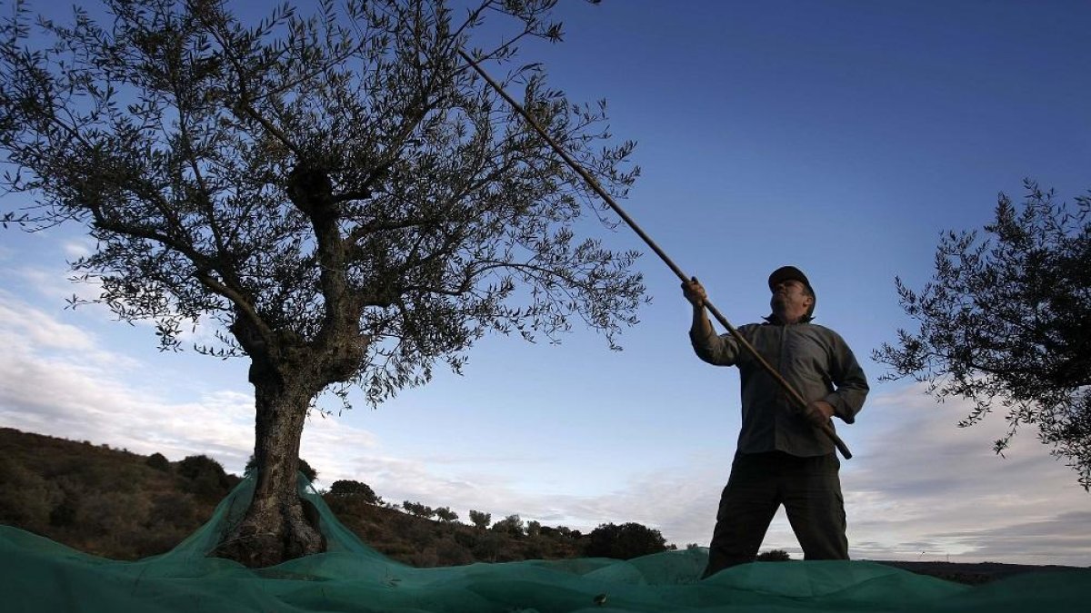 Un agricultor varea uno de los olivos en una plantación durante la recoleccción de la aceituna en la provincia de Salamanca.-ENRIQUE CARRASCAL