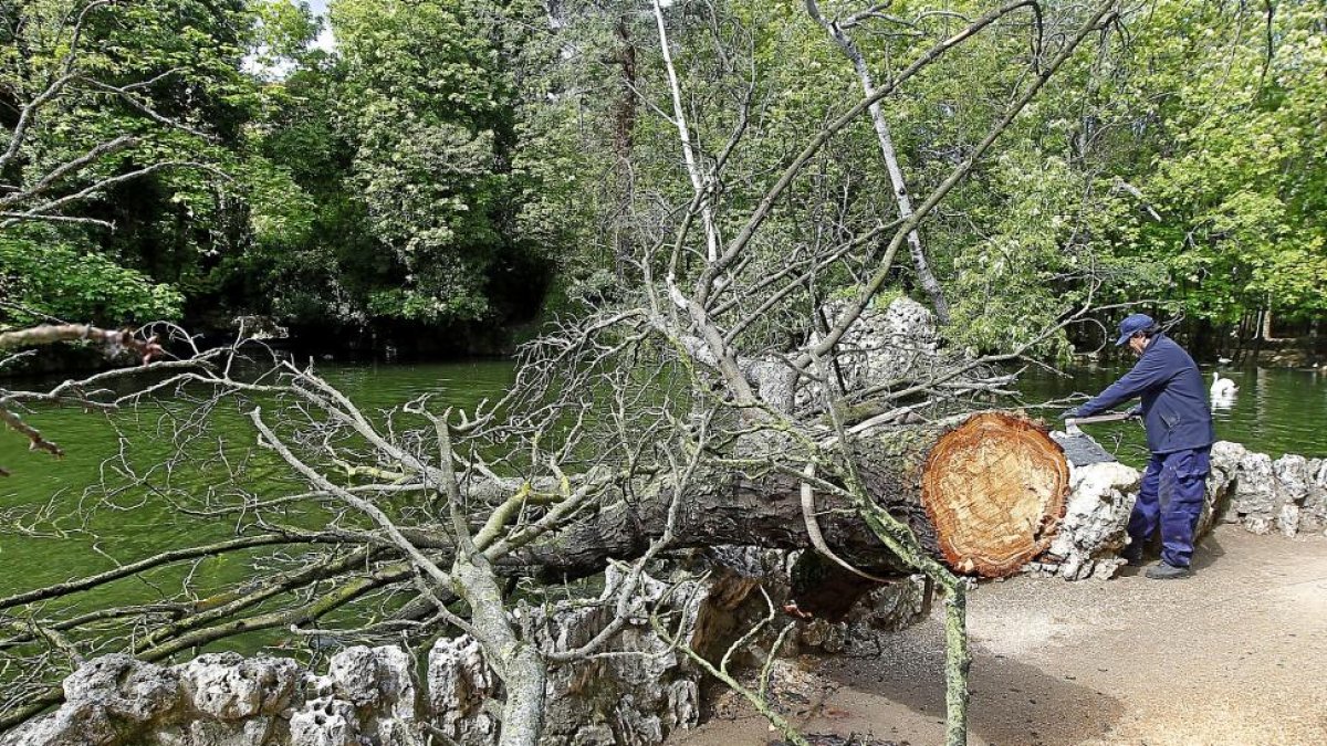 Un operario de Parques y Jardines trabaja para retirar del estanque el castaño caído.-J. M. LOSTAU