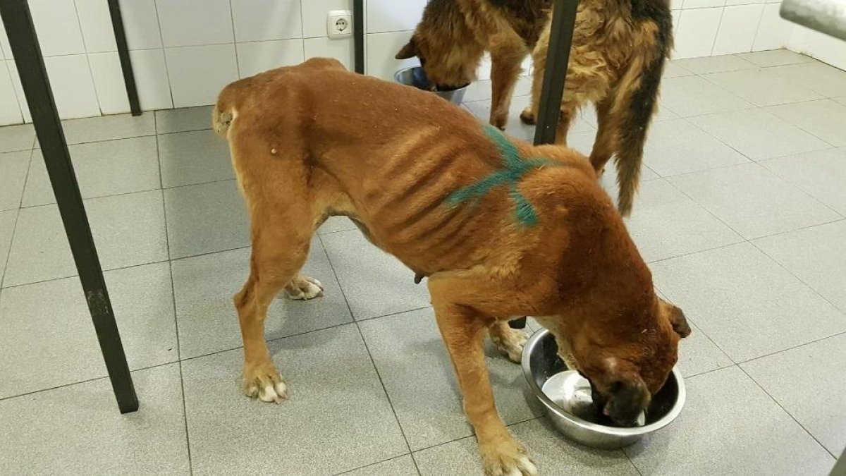 Uno de los perros incautados por el Seprona en el criadero de Melgar de Fernamental (Burgos)-PROANBUR