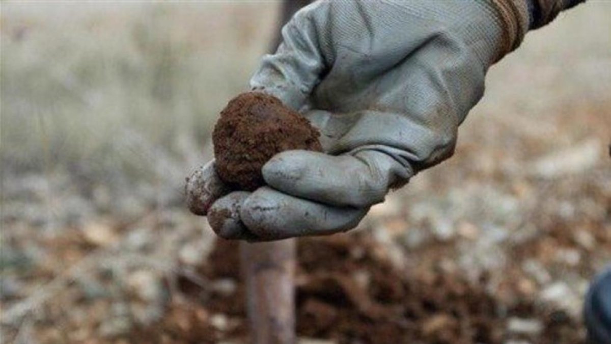 La recogida de trufa arrancará en navidades, aunque algunos productores ya han sacado algo.-CAJA RURAL