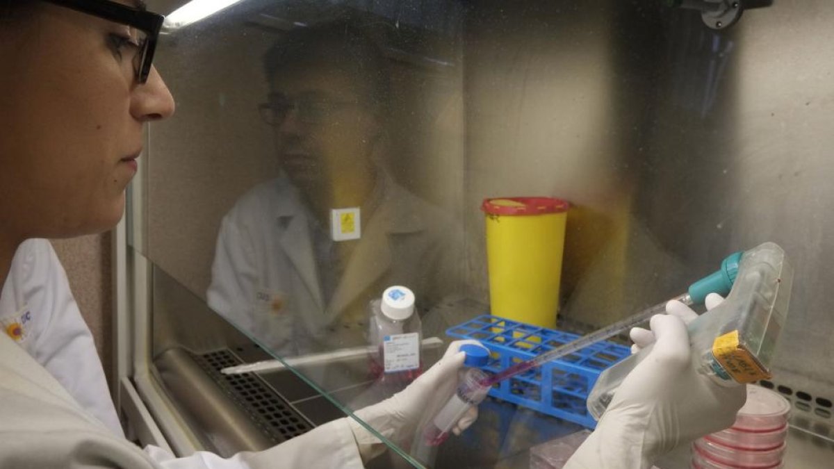 Una investigadora del Centro del Cáncer toma una muestra.-ENRIQUE CARRASCAL
