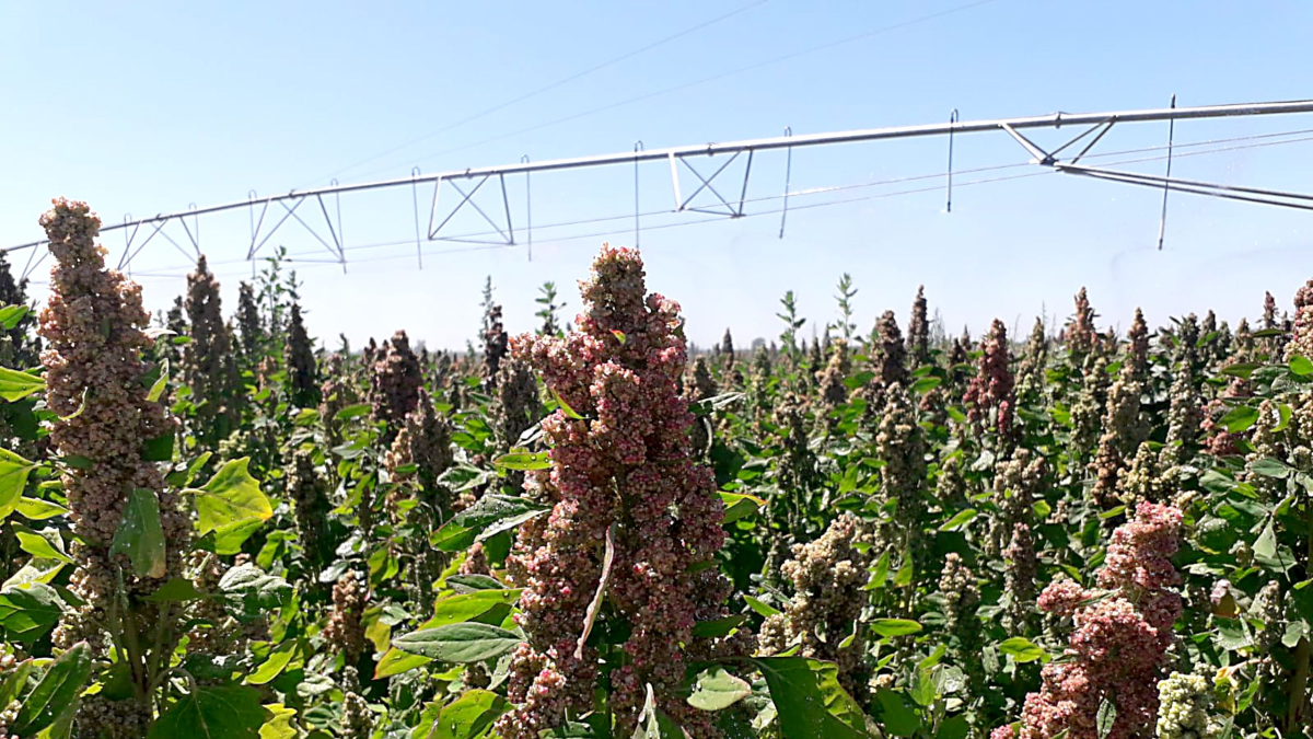 Plantas de quinoa en una explotación agrícola. Este cereal rico en proteínas es considerado ‘superalimento’ por la FAO desde 2013 - QUINOA DEL PÁRAMO