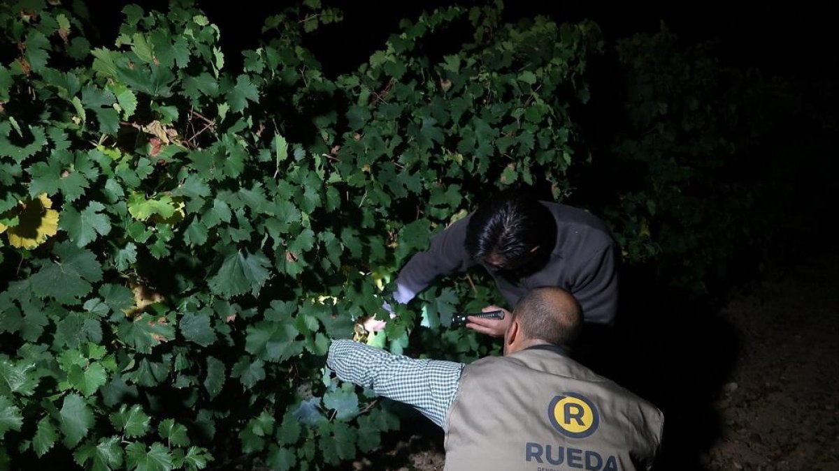 Cosecha nocturna en Rueda.-EUROPA PRESS