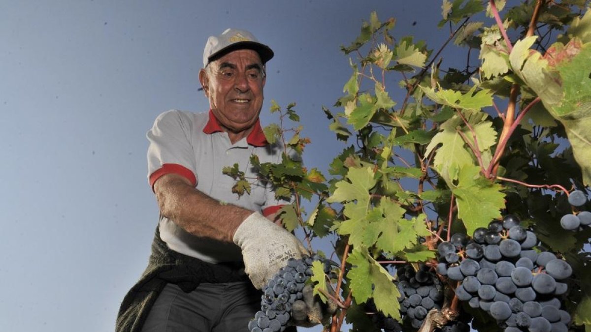 Vendimiando en la Ribera del Duero soriana.-VALENTÍN GUISANDE