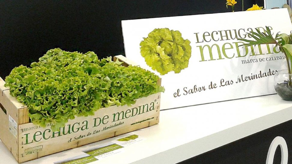 La Lechuga de Medina cuenta con dos variedades:‘Batavia’ y ‘Hoja de Roble’.-ECB