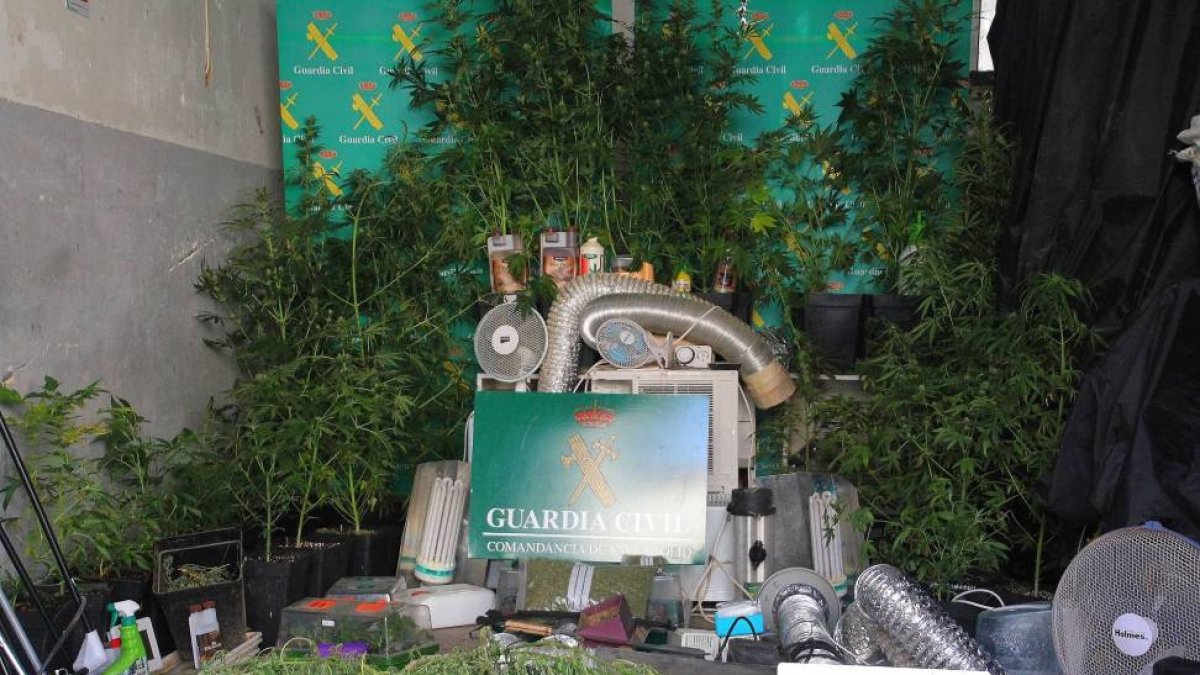Dos detenidos y desmantelado un laboratorio de marihuana en Moral de la Reina (Valladolid) con 77 plantas.-ICAL