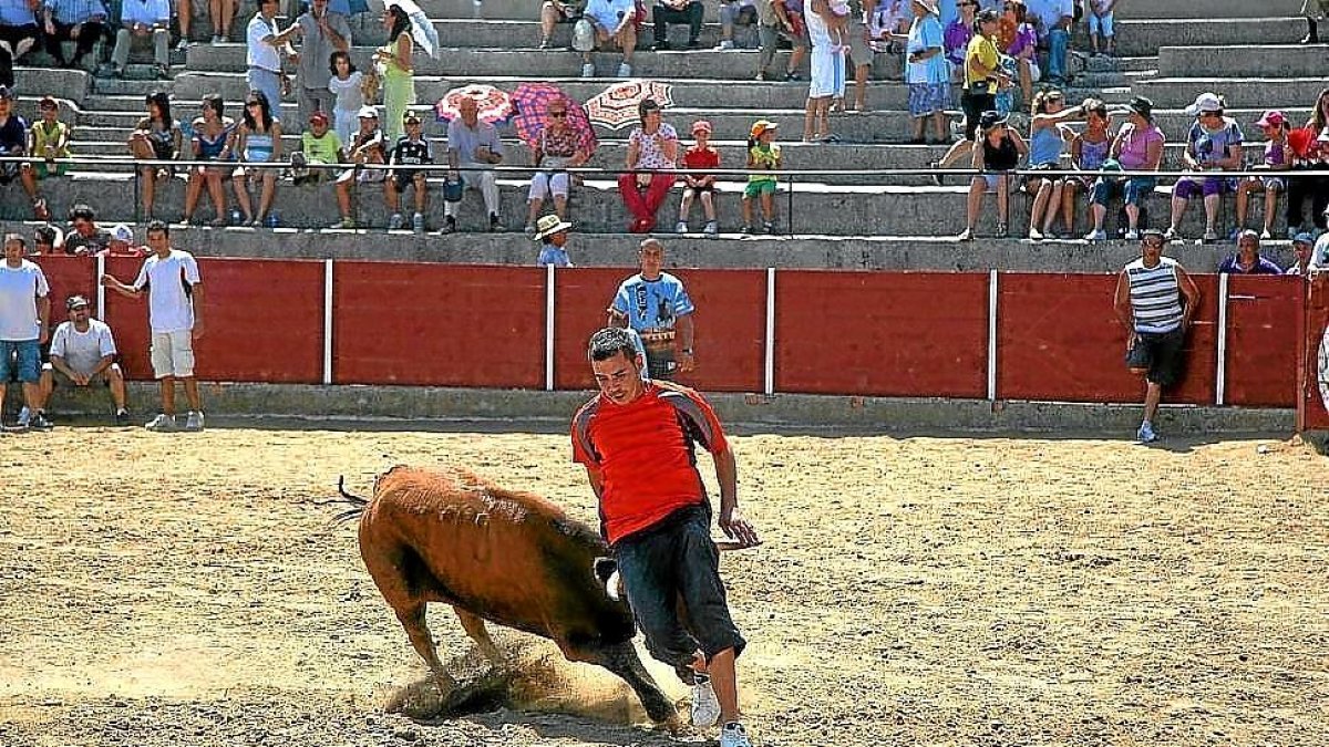 Un joven recorta a un toro en Pollos.-EL MUNDO