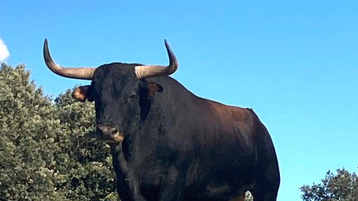 'Mirabajo', el nuevo astado elegido para el Toro de Vega.-D.V.