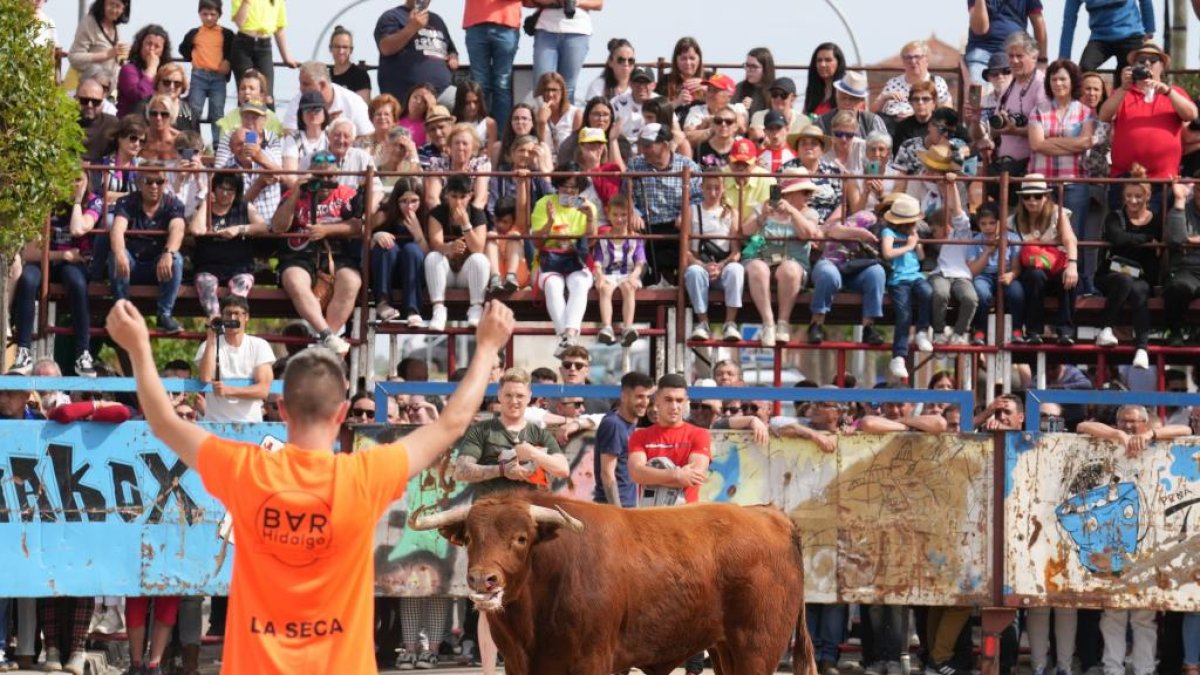 Segundo encierro de la Fiesta del Verdejo de La Seca.- J.M. LOSTAU