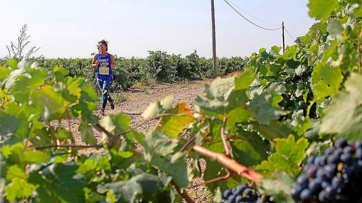 Una participante en la prueba de Cubillas de Santa Marta corre entre los viñedos.-EM