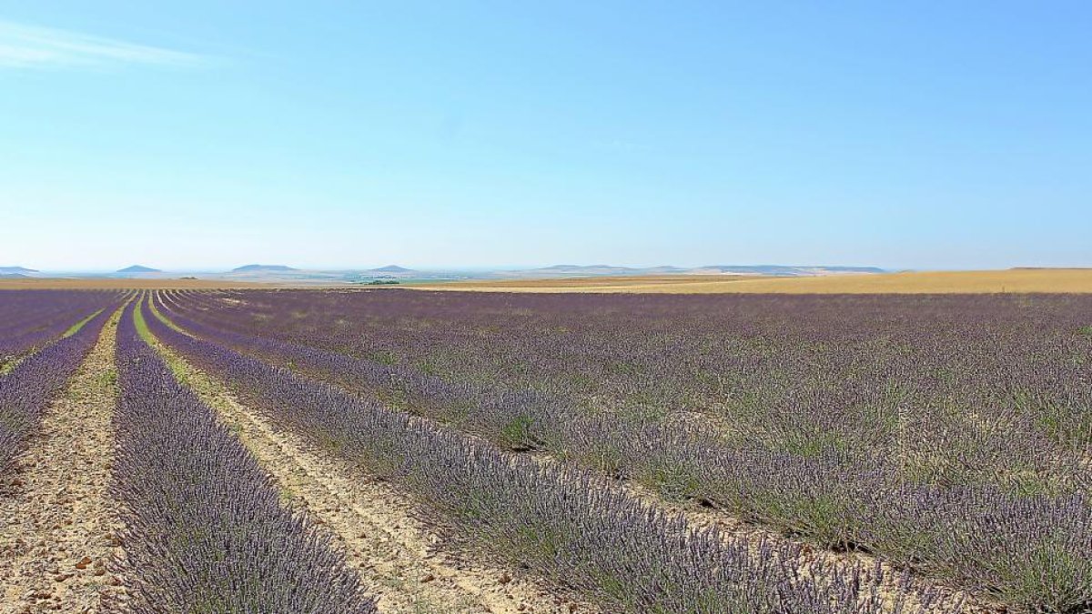 Campos de lavanda en flor en el término municipal de Tiedra.-M. CALLEJA