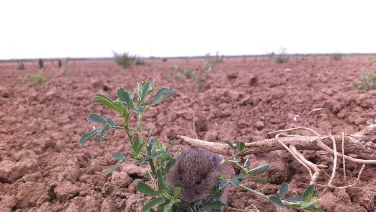 Topillo en una plantación.-ALFONSO PAZ