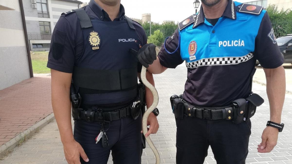 La serpiente capturada por los agentes de la policía.-POLICÍA