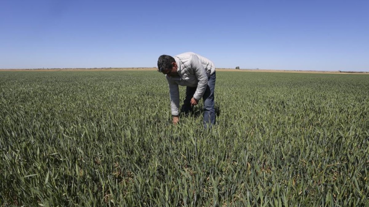 Javier Díez de la localidad palentina de Fuentes de Nava, muestra el mal estado del cultivo de trigo en su pueblo.-ICAL