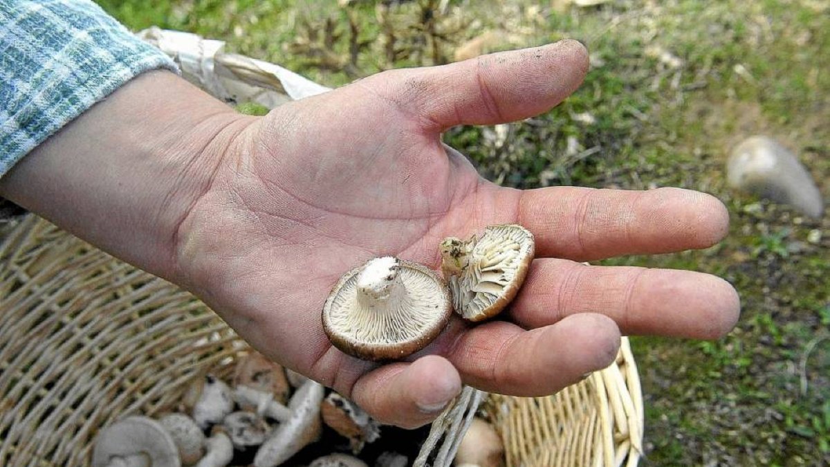 Recolección de setas en Soria-Ical