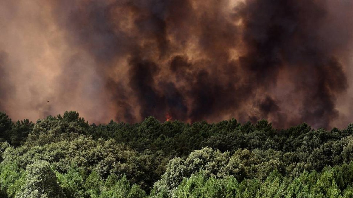 Las llamas amenazan arrasar un bosque en la cercanías de Palaciosmil (León)-Ical