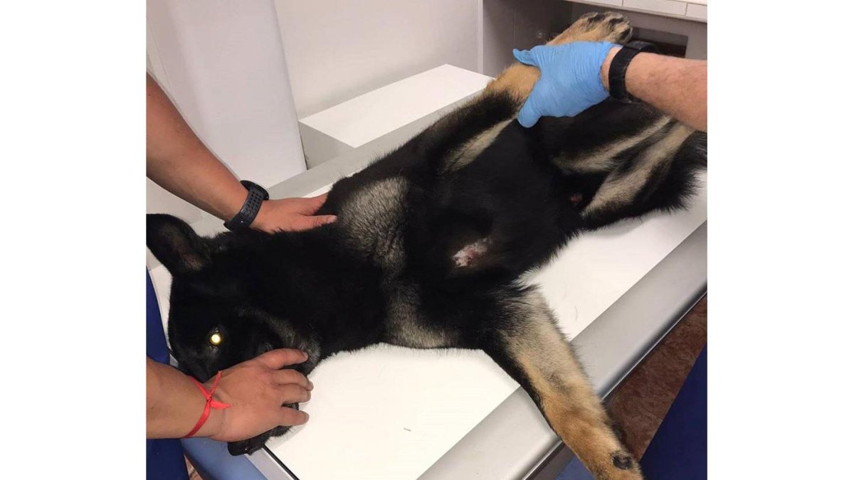 Un perro durante una radiografía, imagen de archivo