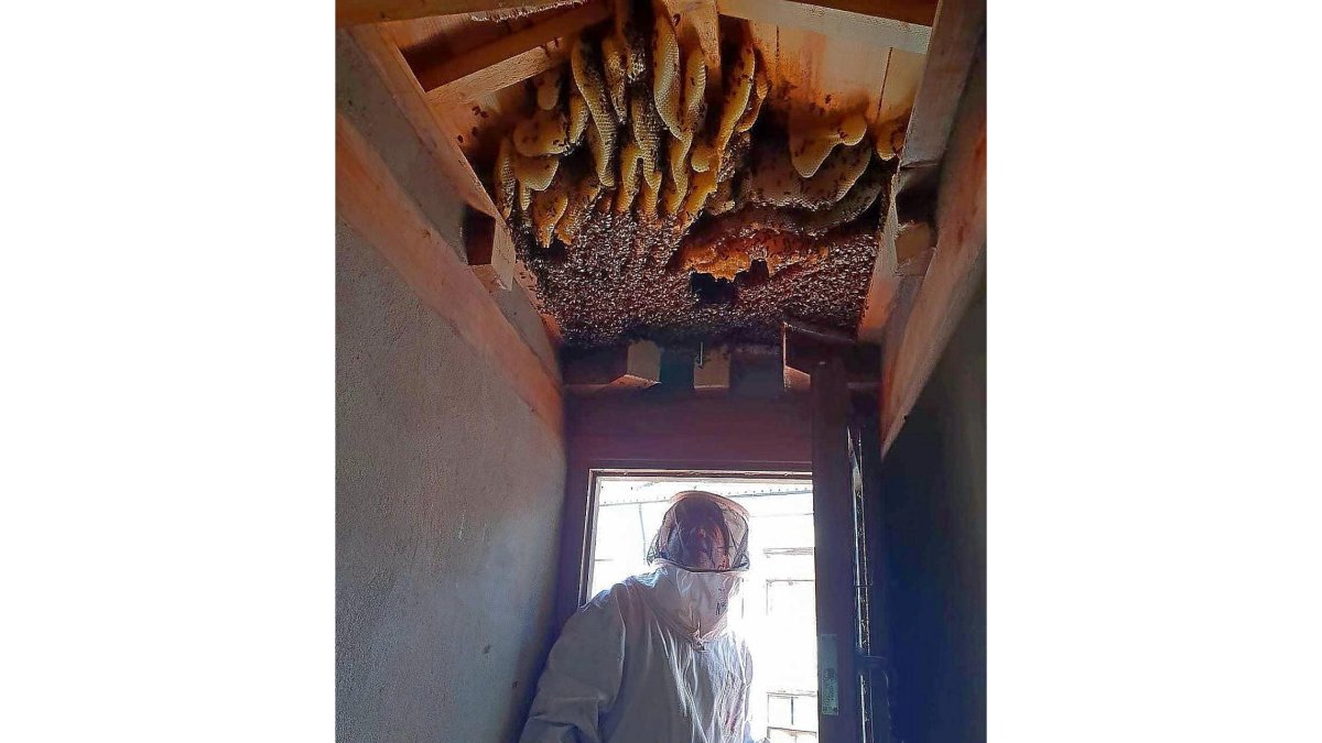 Un bombero retira una colmena de abejas en la iglesia de San Felipe Neri de Valladolid.-TWITTER BOMBEROS