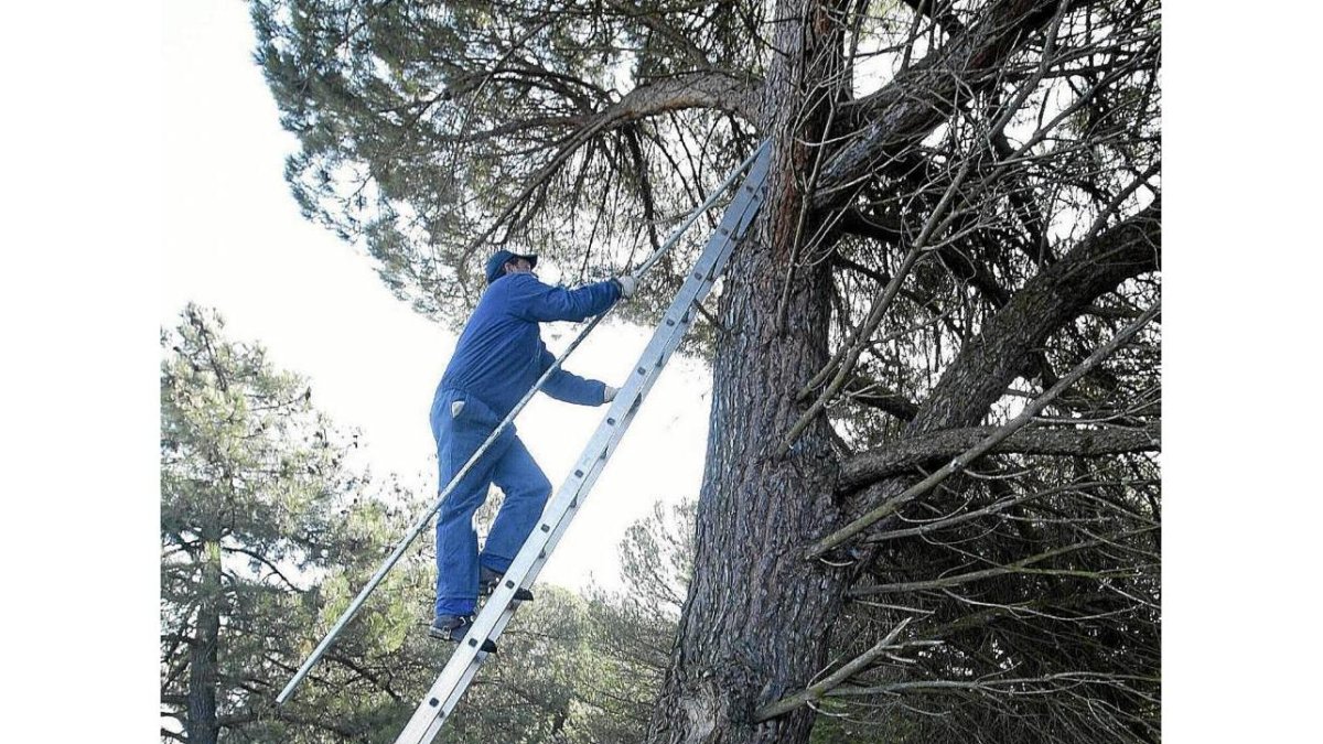 Un hombre sube al árbol para recoger piñas en Pedrajas de San Esteban-Ical