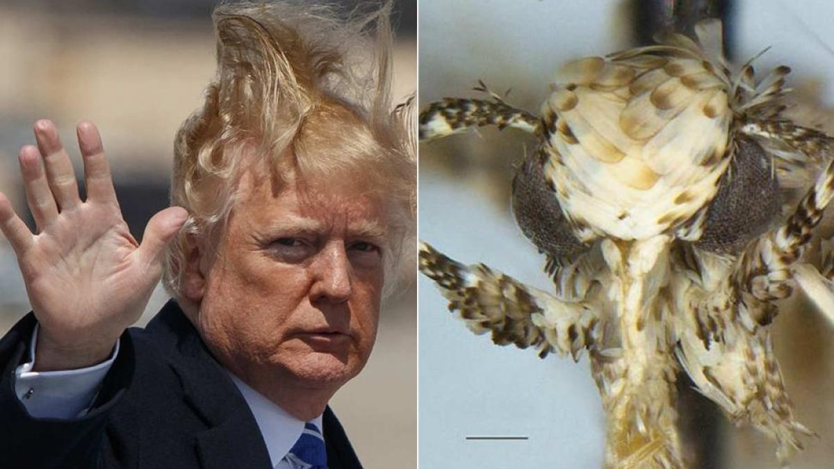 El biólogo canadiense Vazrick Nazari le ha dedicado a Trump la nueva especie de polilla que ha hallado en California, cerca de la frontera con México.-/ AFP / VAZRICK NAZARI / ZOOKEYS