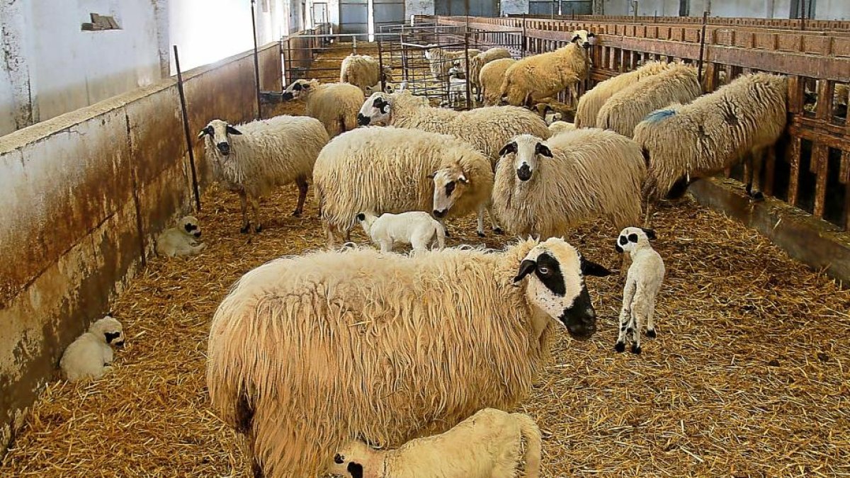 Explotación ganadera de ovejas.-EL MUNDO