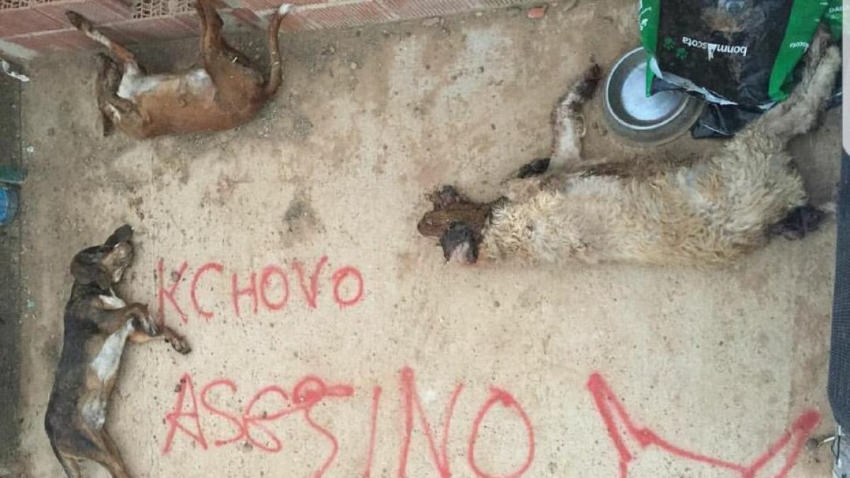 Los perros fallecidos y la pintada amenazante.-EL MUNDO