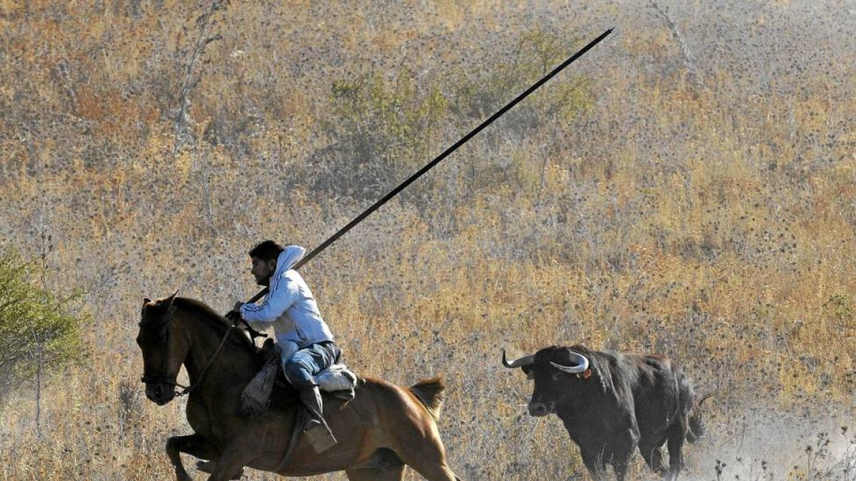 Un caballista intenta reconducir a uno de los toros en Cuéllar.-El Mundo
