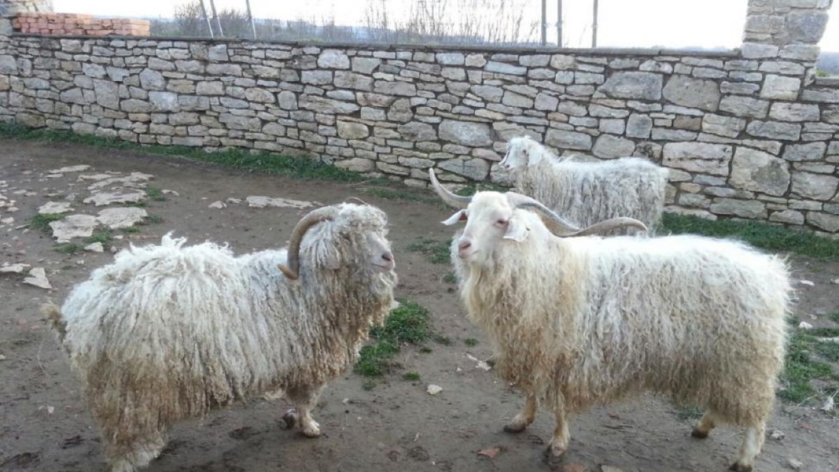 ‘Tristán’ y ‘Galindo’, a la derecha, los dos machos adultos del rebaño en la explotación de Óscar Alonso localizada en Revilla de Pomar (Palencia).-E. M.