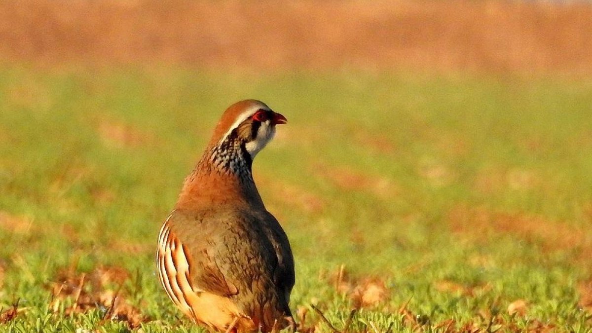 La perdiz roja, reina indiscutible y estrella de la caza menor en España.-LEONARDO DE LA FUENTE