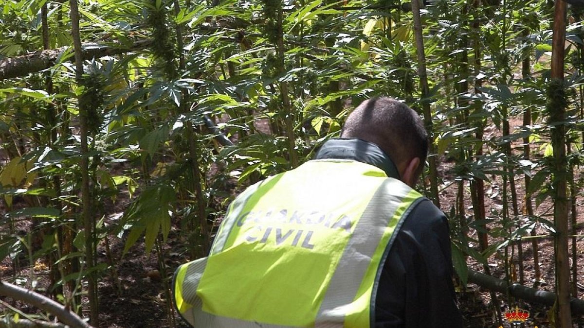 Un agente de la Guardia Civil en la plantación.-GUARDIA CIVIL