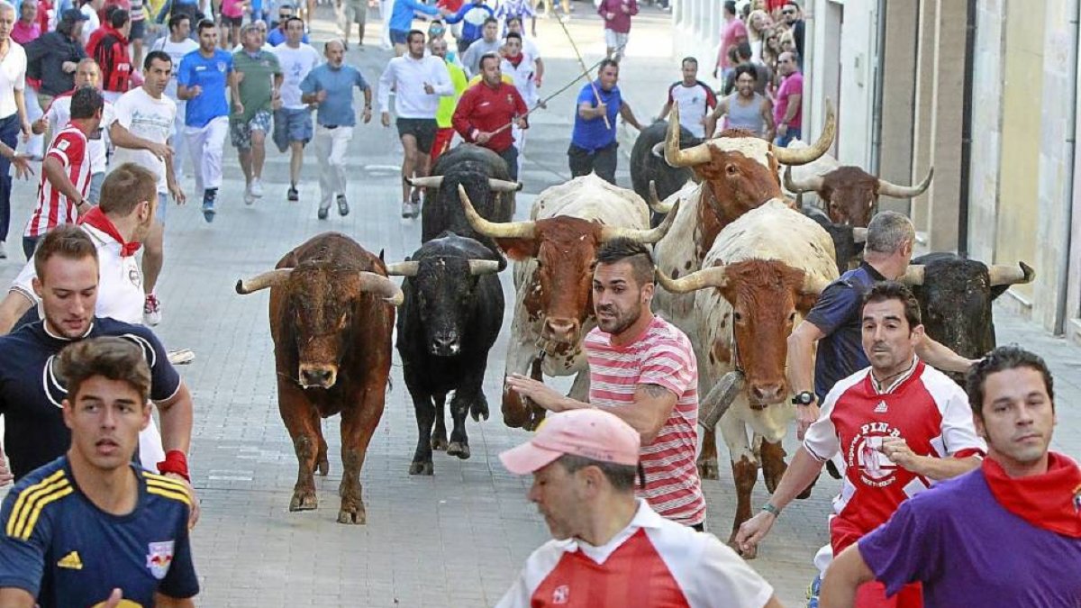 Los mozos corren los toros por las calles de Peñafiel. Con rayas rojas 'Leguiche', cortador medinense.-J.M. Lostau