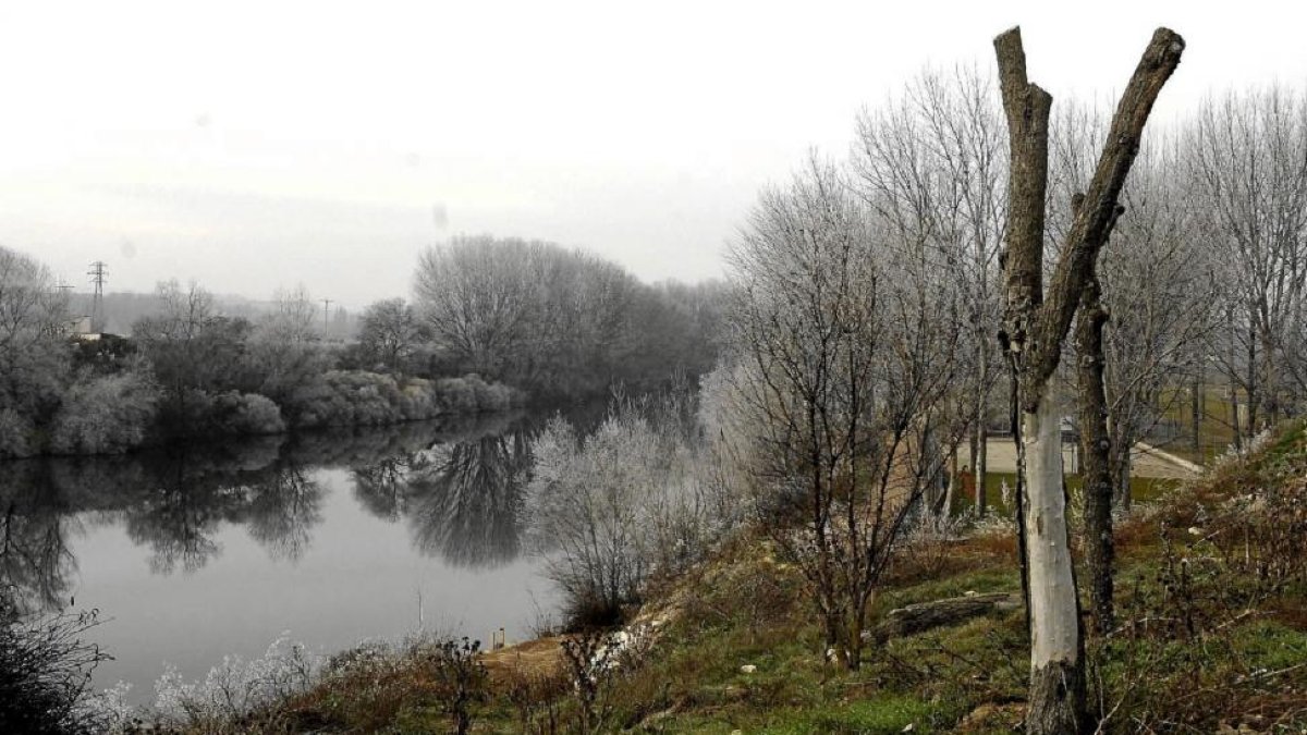Riberas del río Pisuerga a su paso por el término de Santovenia.-EL MUNDO