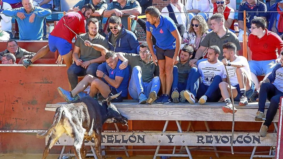 Una de las vaquillas de la suelta en la plaza de toros arrremete contra la talanquera repleta de vecinos de Mayorga.-J.M. LOSTAU