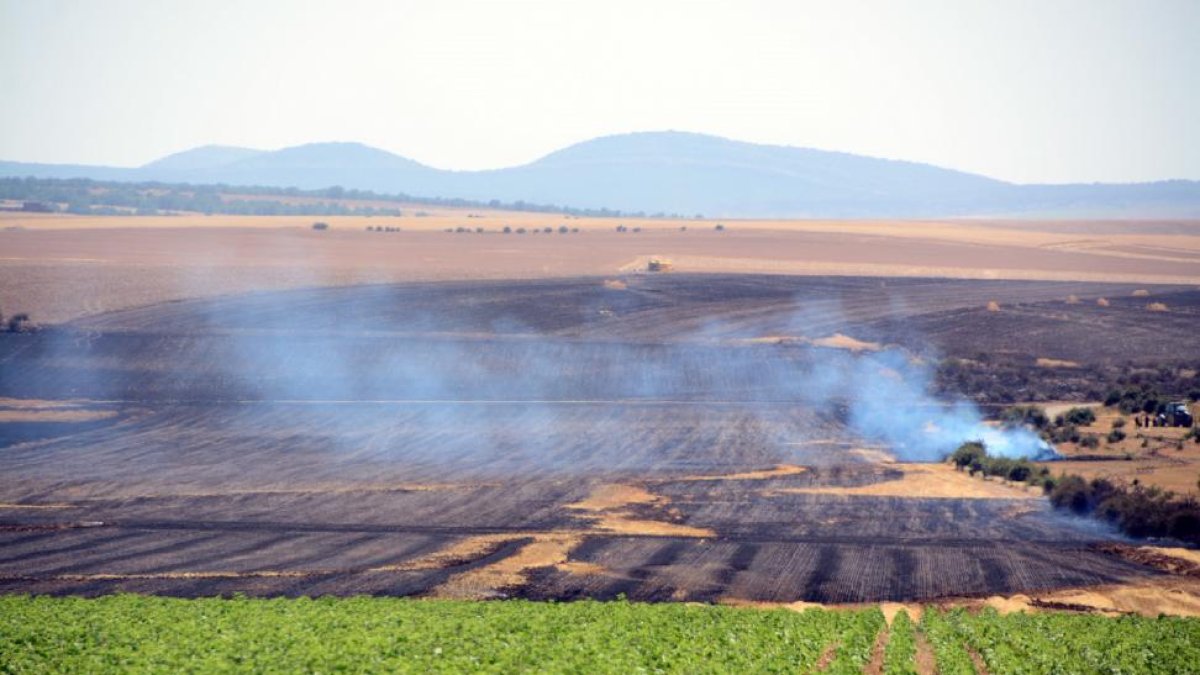 Superficie de cereal afectada por el fuego originado por la chispa de una cosechadora en el término de Noviercas.-ÁLVARO MARTÍNEZ