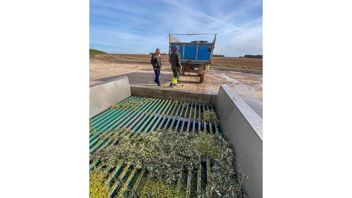 Almazara y olivos de Pago de Valdecuevas en Medina de Rioseco, Valladolid - ICAL