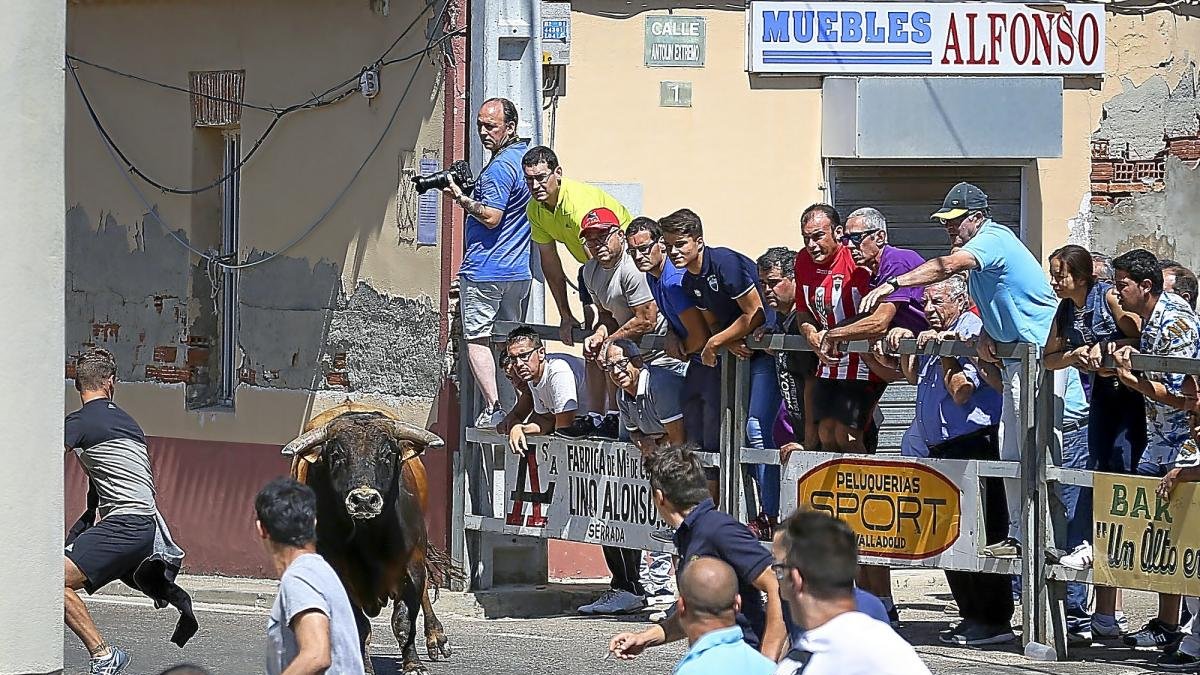 Uno de los toros durante el segundo encierro de las fiestas de Serrada.-MIGUEL ANGEL SANTOS