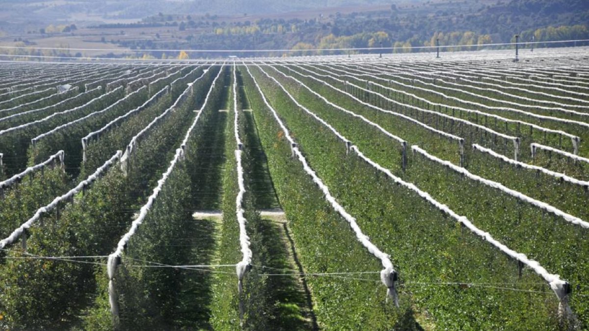 Las instalaciones de Nufri (plantación y fábrica) en La Rasa, entre El Burgo de Osma y San Esteban.-v. guisande