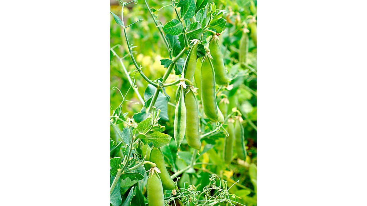 Cultivo de guisantes, una leguminosa con un alto valor añadido. PQS / CCO