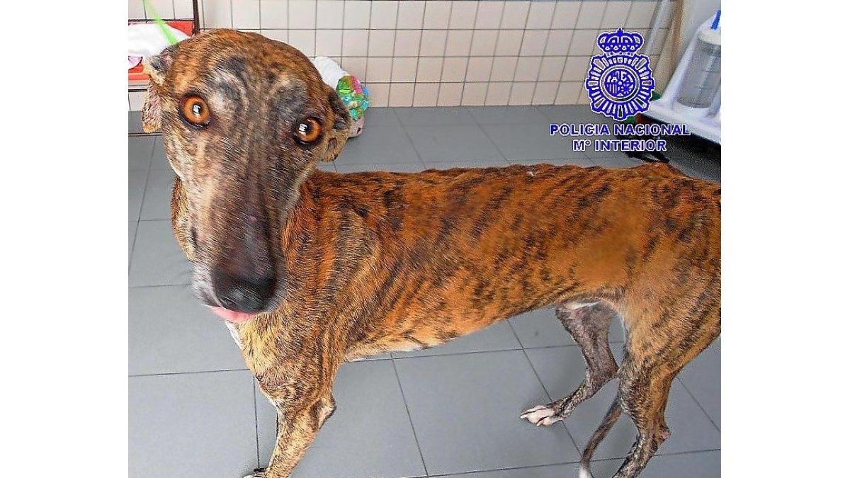 Imagen del galgo sometido a malos tratos tras su recuperación.-J.M. LOSTAU
