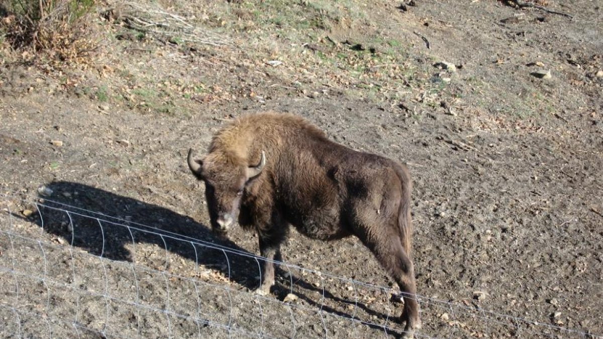 Uno de los bisontes de la reserva de San Cebrián de Mudá.-sancebriandemuda
