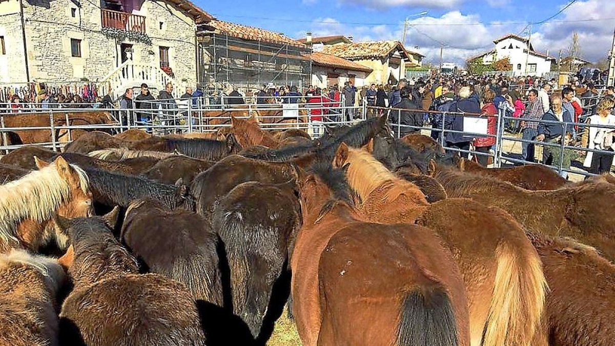 Visitantes de la Feria agroganadera y de la patata de Losa contemplan caballos losinos, en peligro de extinción.-E.M.