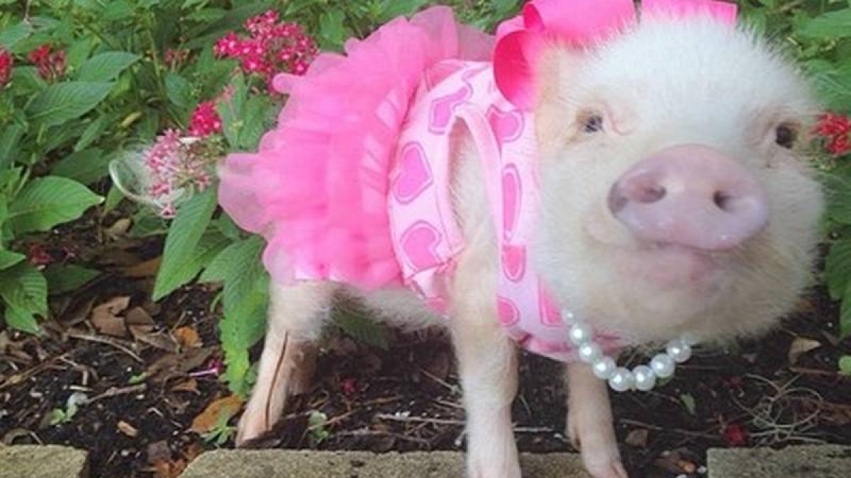La cerda aparece con vestido y prendas de marca en su perfil.-Foto: PRISSY_PIG / INSTAGRAM