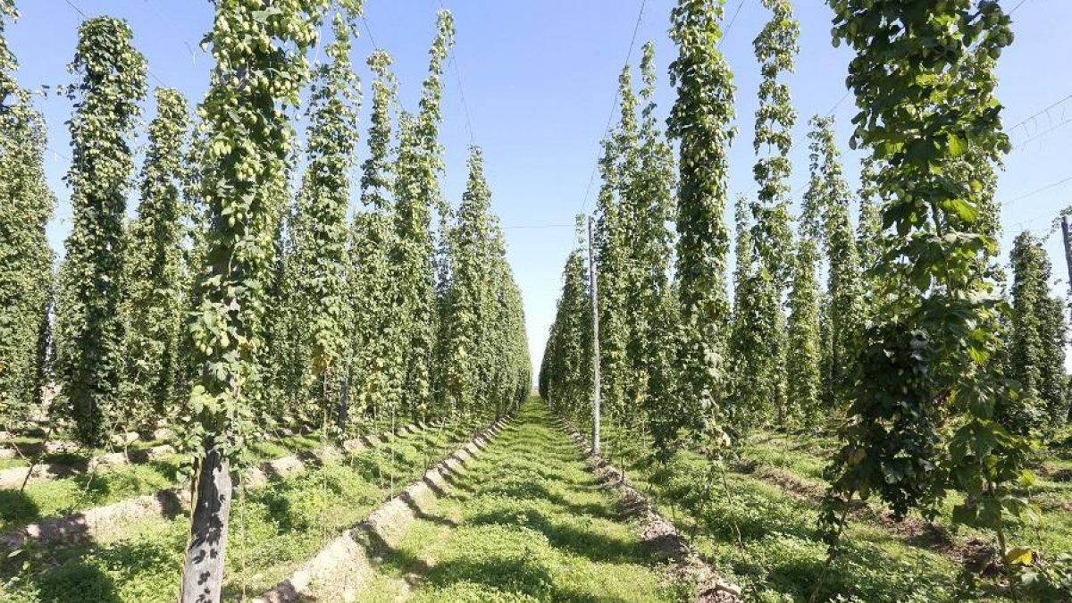 Imagen de archivo de una plantación de lúpulo en la provincia de León, que aglutina el 98% de la producción nacional.-ICAL