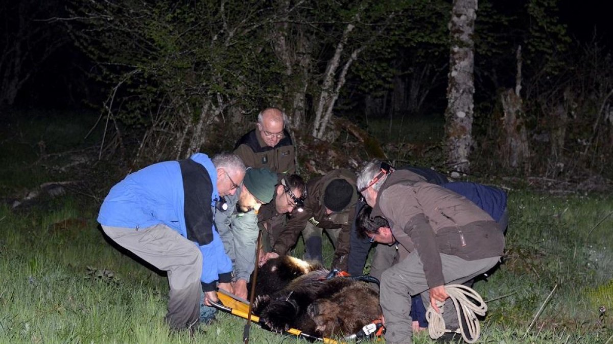 Rescatado un oso herido en Palacios del Sil (León) que se recuperará en un centro de Cantabria-ICAL