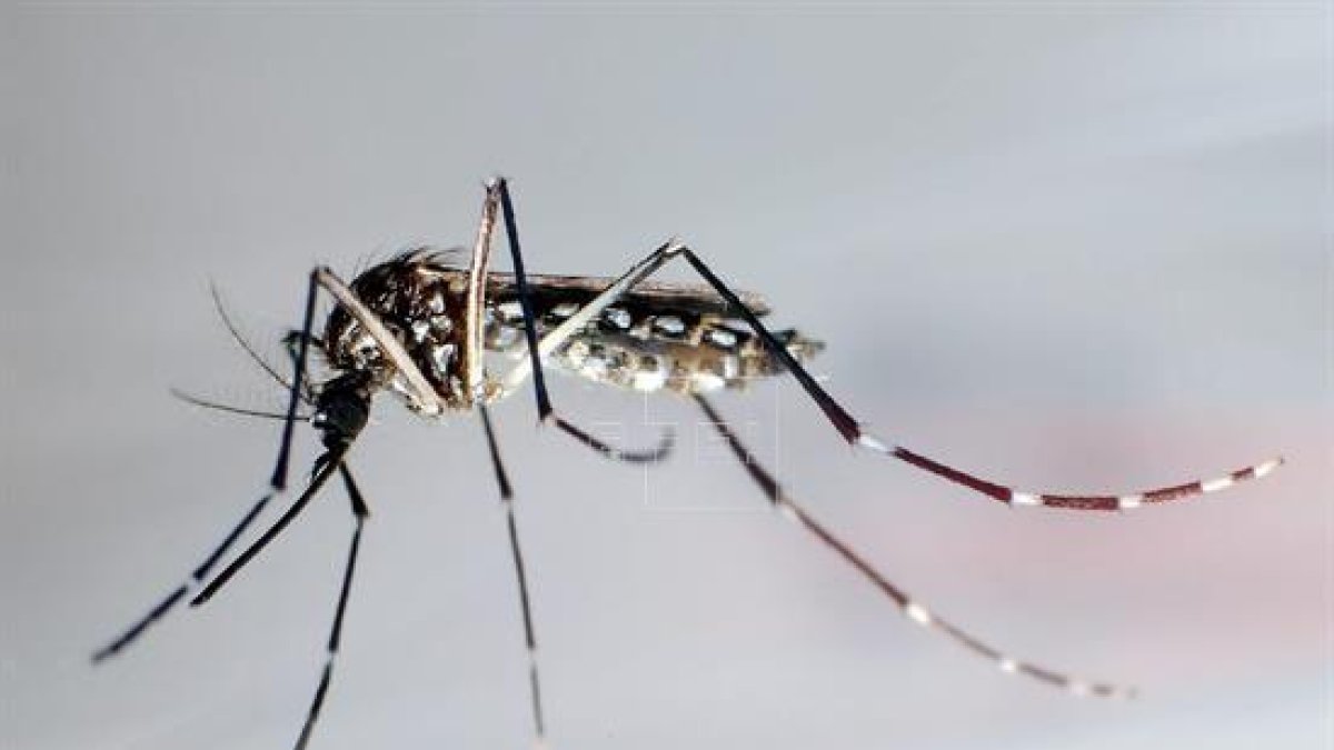 Detalle del mosquito
