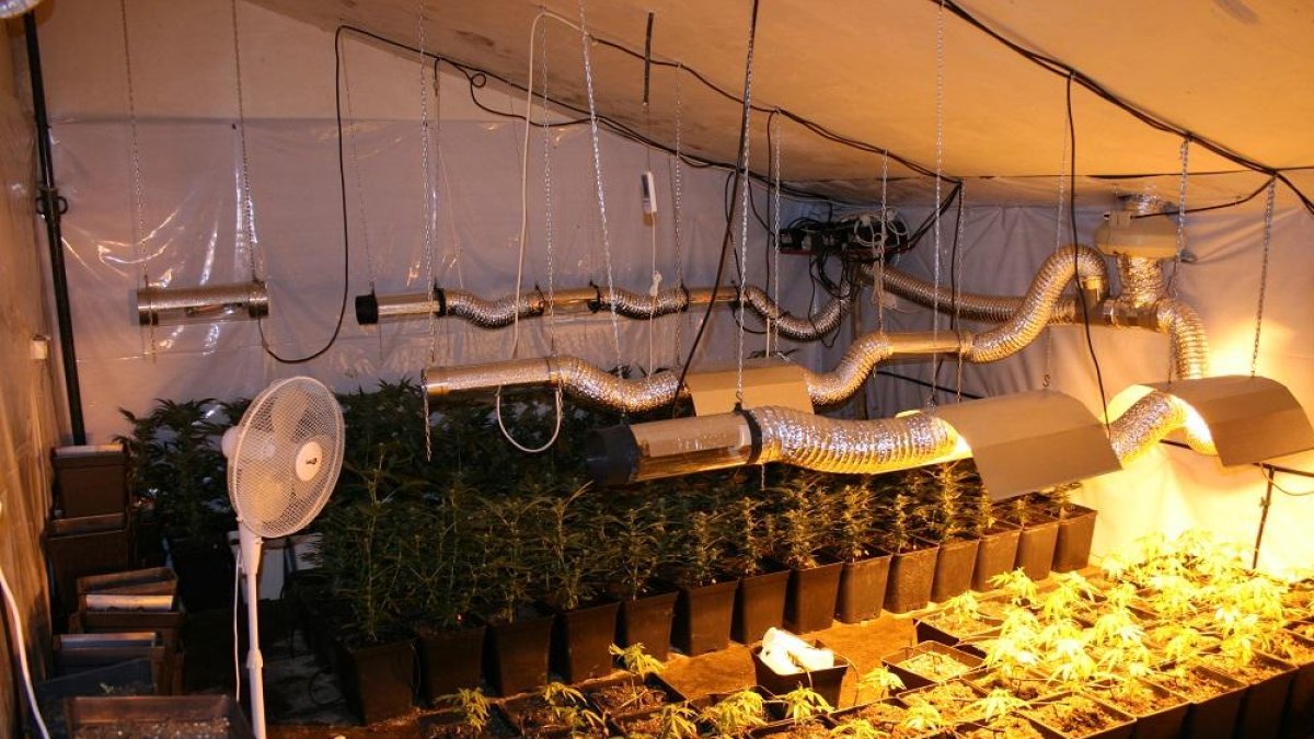 Plantación de marihuana intervernida por la Guardia Civil.-ICAL