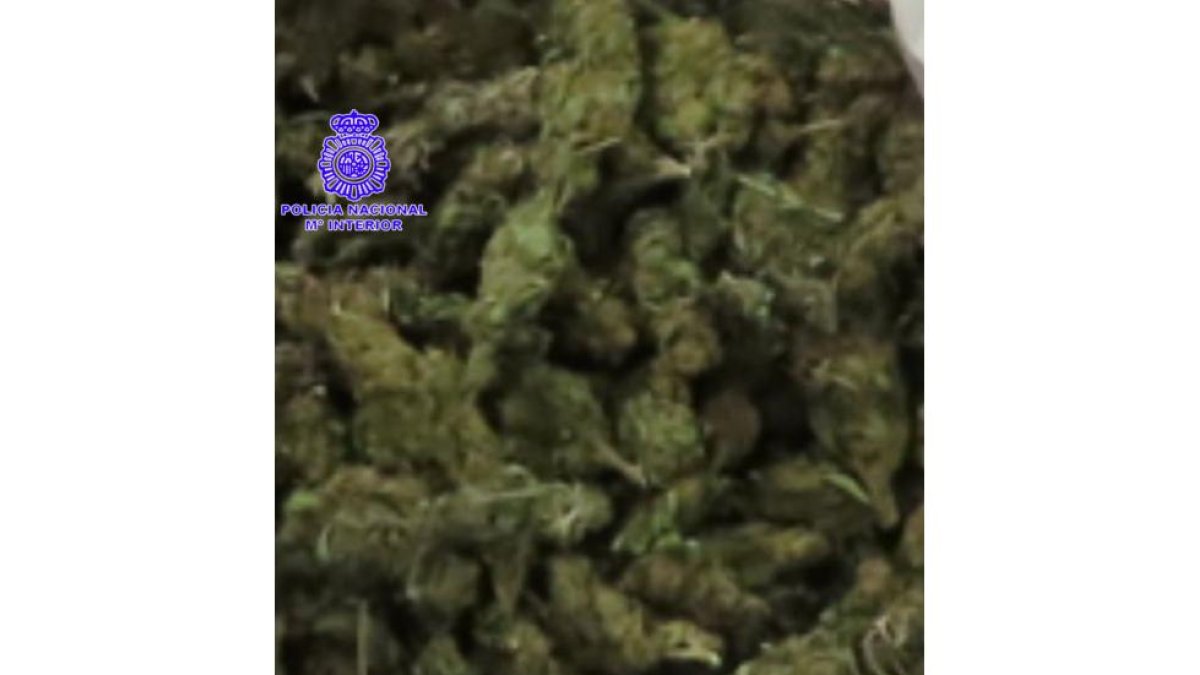 Marihuana intervenida en una imagen de archivo.- E.M.