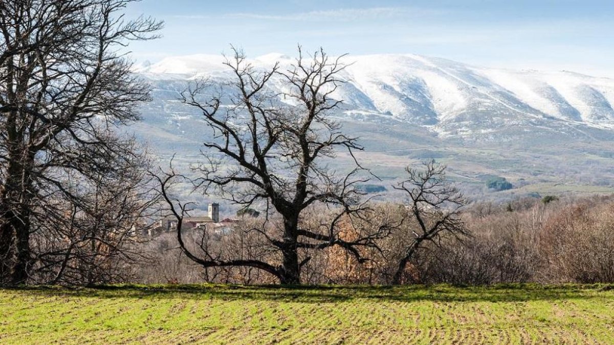 Las huertas donde se cultiva la legumbre se encuentran en un enclave montañoso que oscila entre los 600 y 1.200 metros de altitud.-LA POSADA